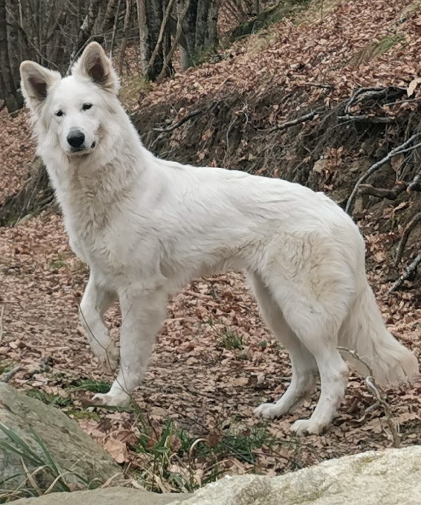 Tess du Domaine De Cap Dé Lastouse