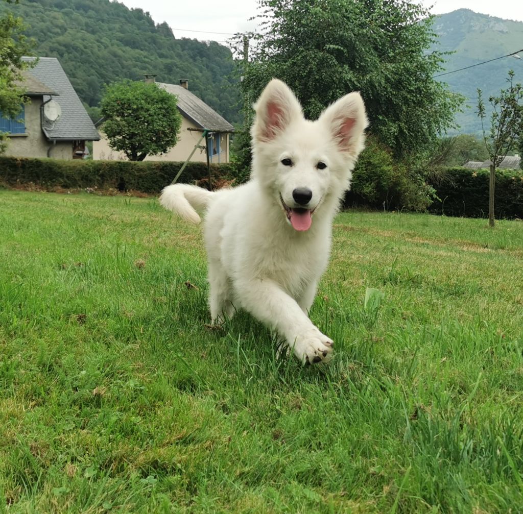 du Domaine De Cap Dé Lastouse - Available Puppies - Berger Blanc Suisse