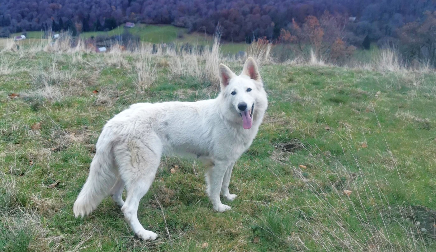 Vladys du Domaine De Cap Dé Lastouse