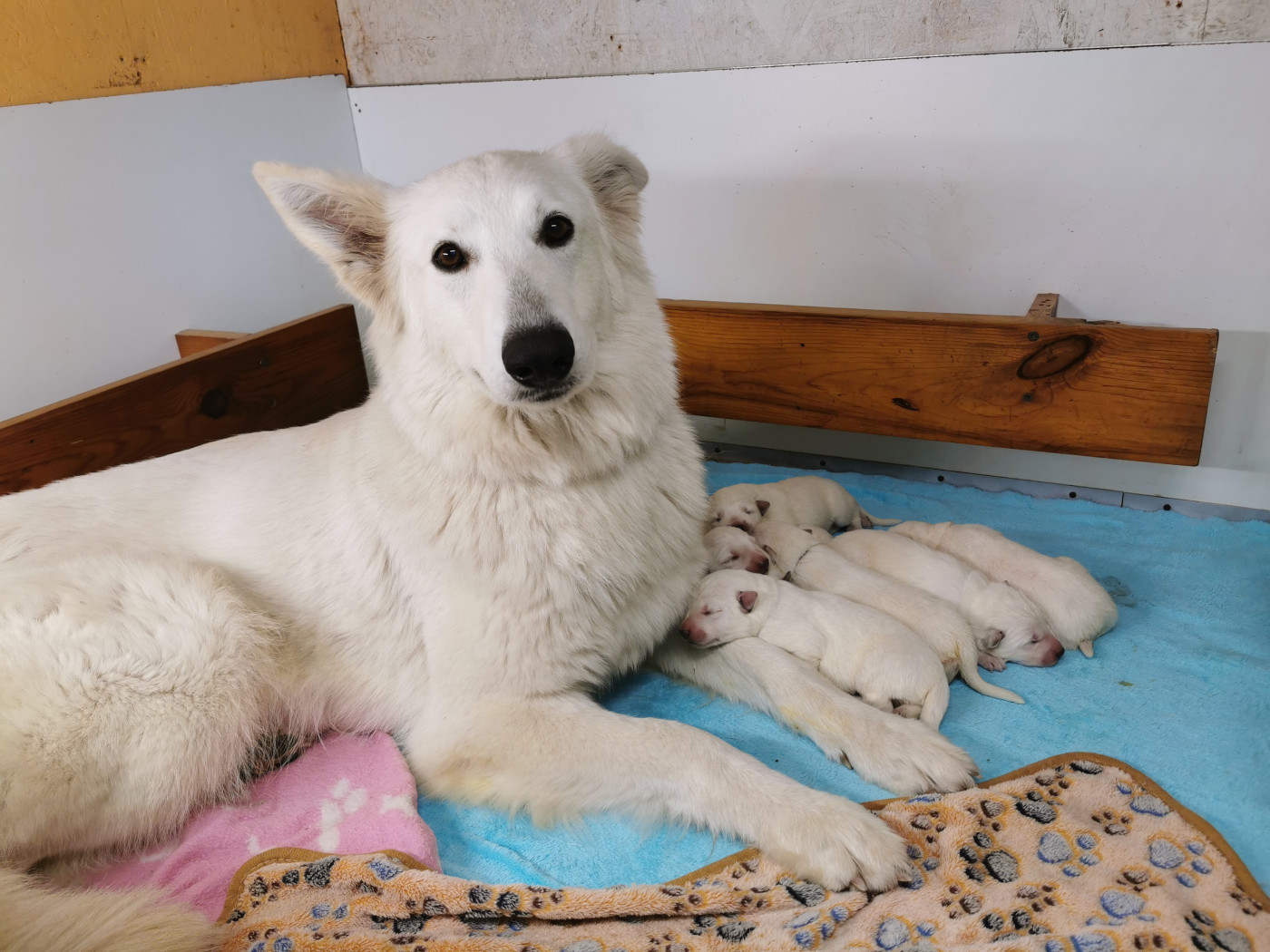 Nouvelles Naissances