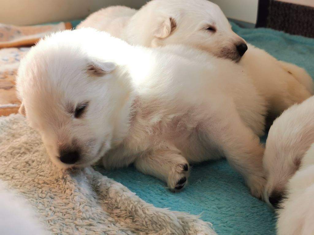 du Domaine De Cap Dé Lastouse - Chiots disponibles - Berger Blanc Suisse