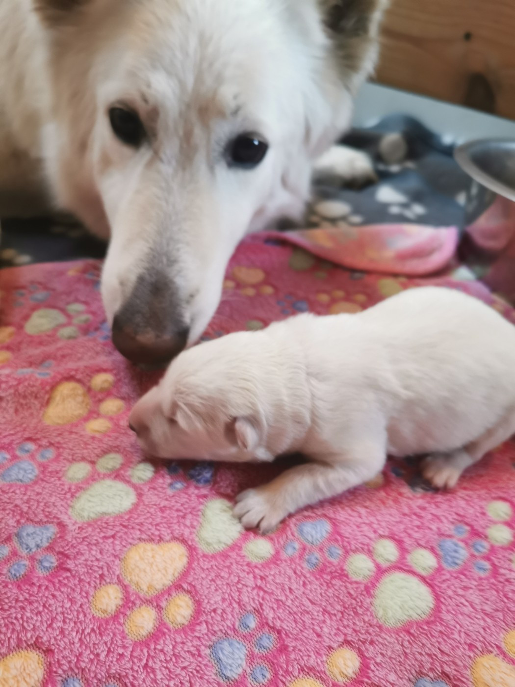 Chiot Berger Blanc Suisse du Domaine De Cap Dé Lastouse