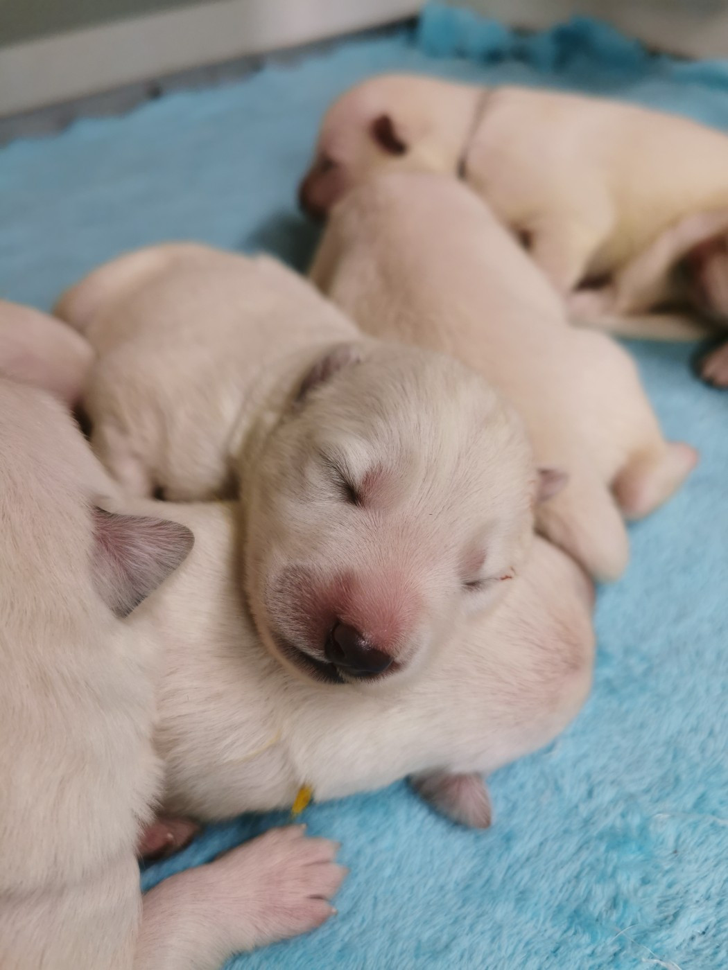 du Domaine De Cap Dé Lastouse - Chiots disponibles - Berger Blanc Suisse