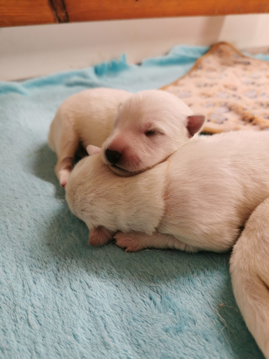 du Domaine De Cap Dé Lastouse - Chiots disponibles - Berger Blanc Suisse