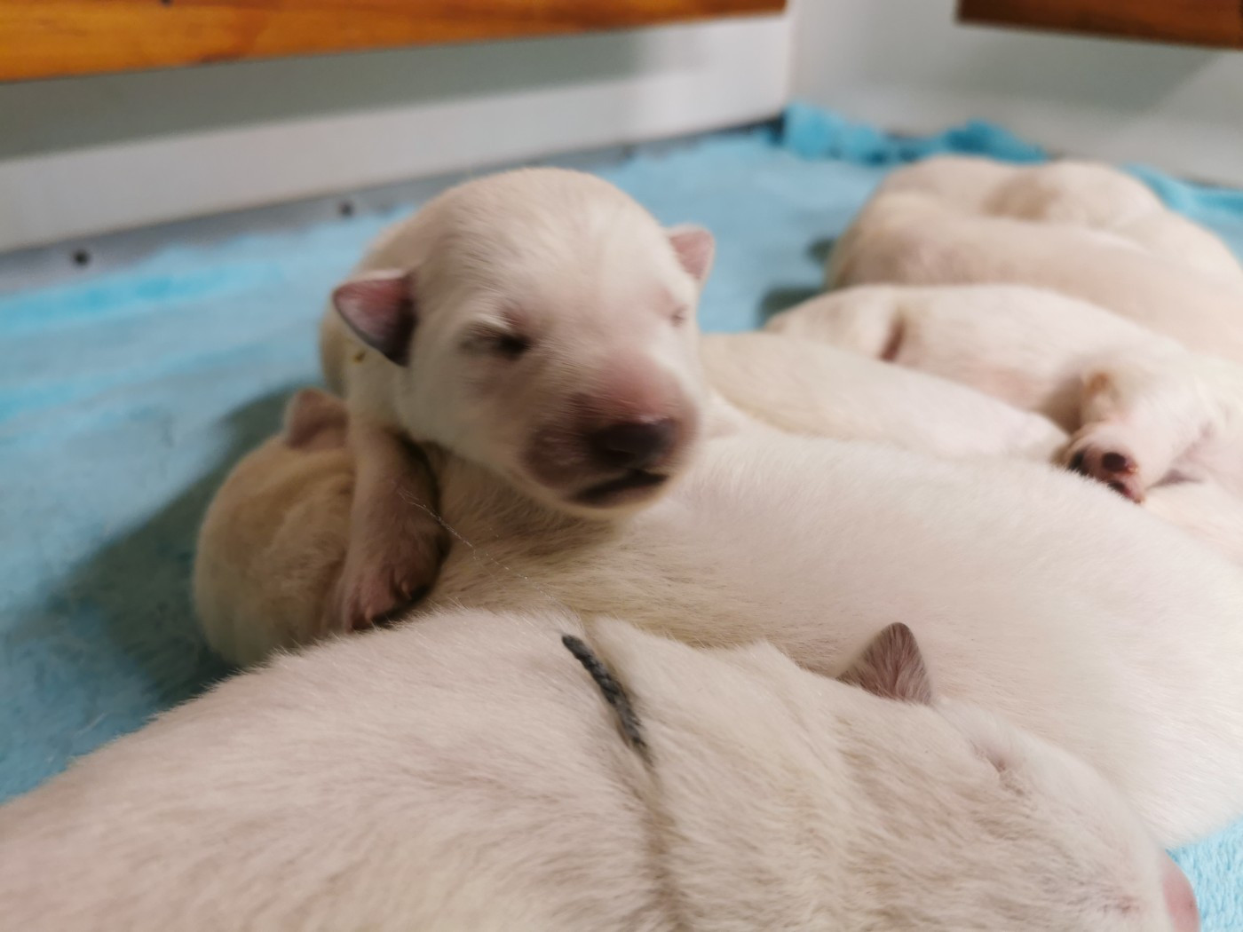 du Domaine De Cap Dé Lastouse - Chiots disponibles - Berger Blanc Suisse