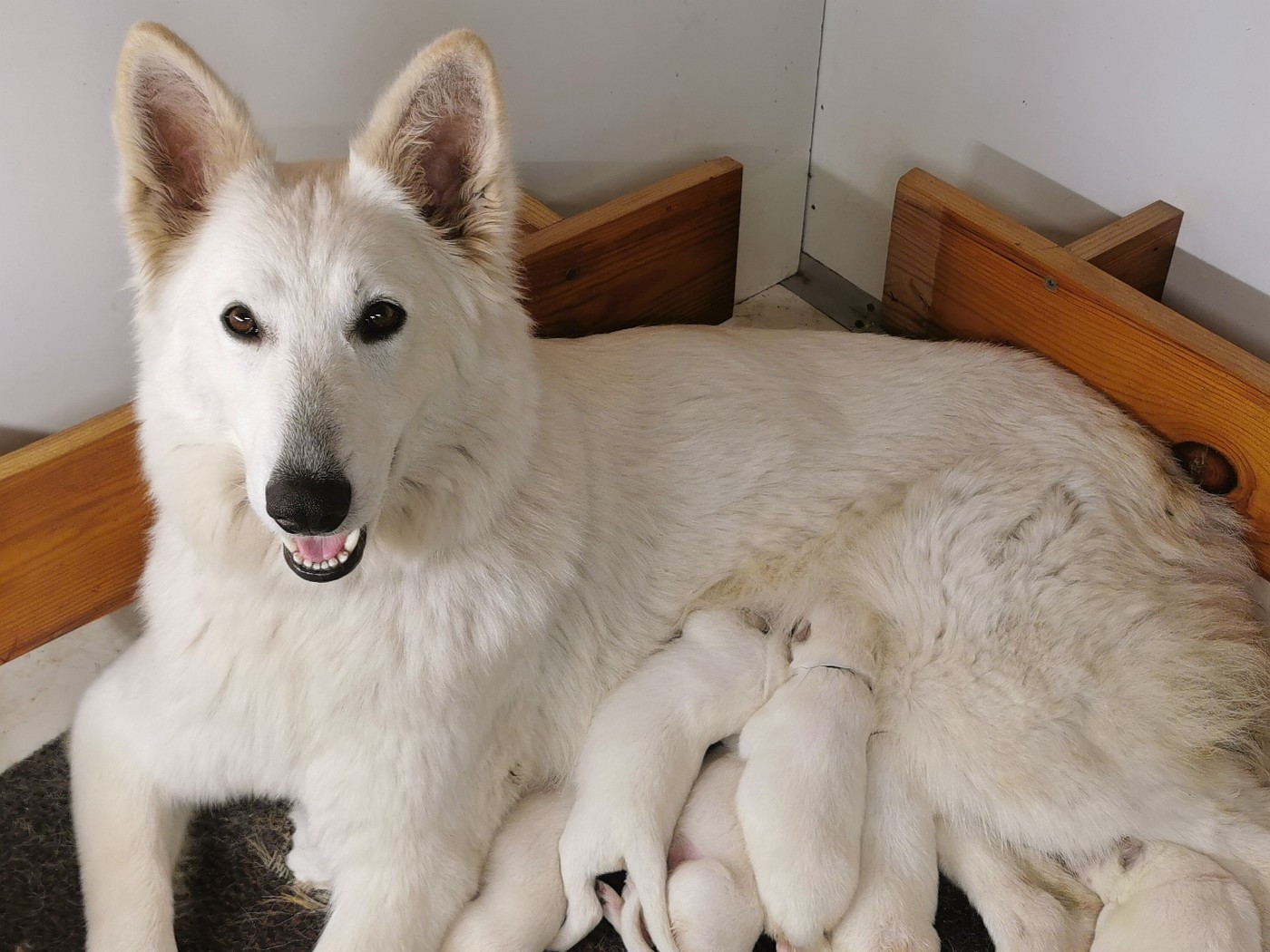 Chiot Berger Blanc Suisse du Domaine De Cap Dé Lastouse