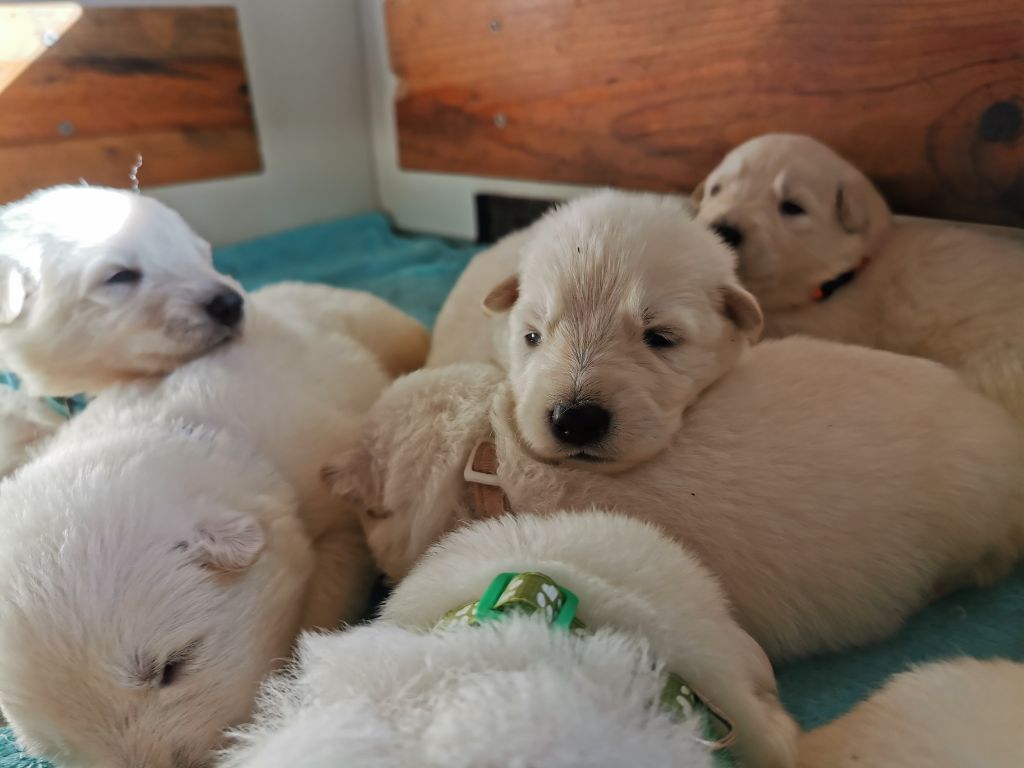 du Domaine De Cap Dé Lastouse - Chiots disponibles - Berger Blanc Suisse