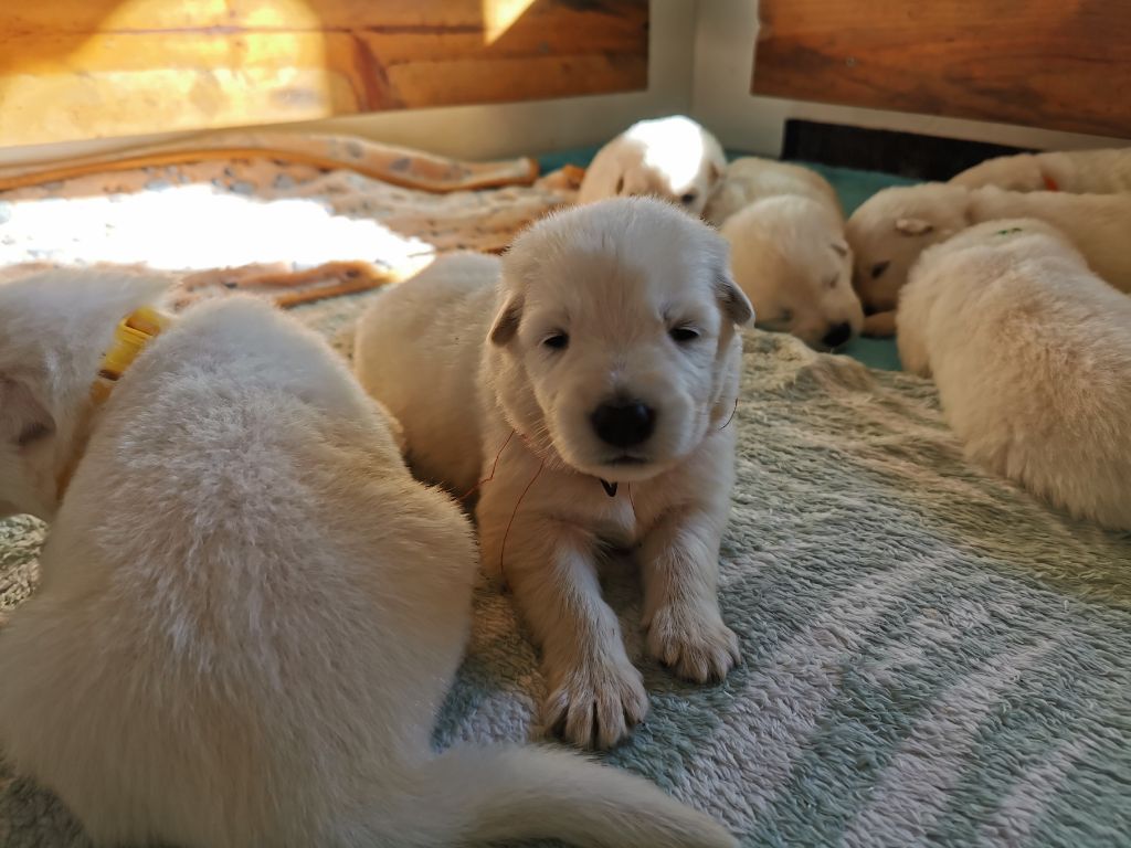 du Domaine De Cap Dé Lastouse - Chiots disponibles - Berger Blanc Suisse