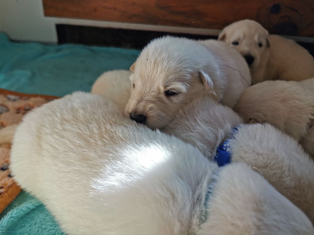 du Domaine De Cap Dé Lastouse - Chiots disponibles - Berger Blanc Suisse