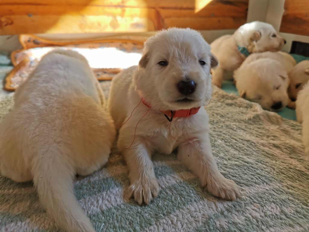 du Domaine De Cap Dé Lastouse - Chiots disponibles - Berger Blanc Suisse